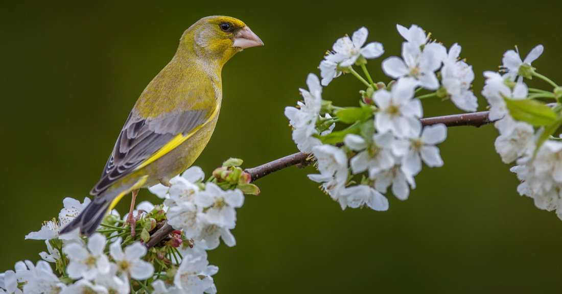 A Garden Birdwatcher’s Guide to the Greenfinch