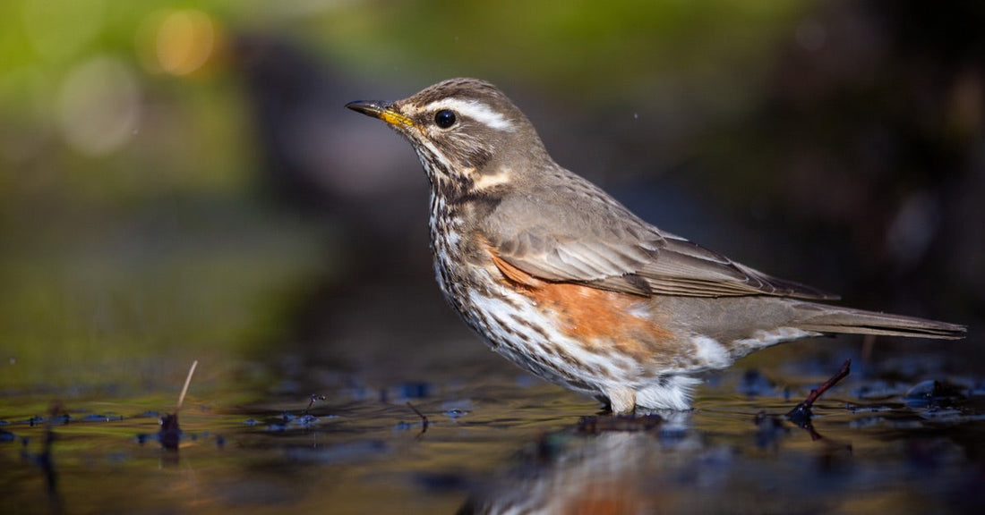A Garden Birdwatcher’s Guide to the Redwing