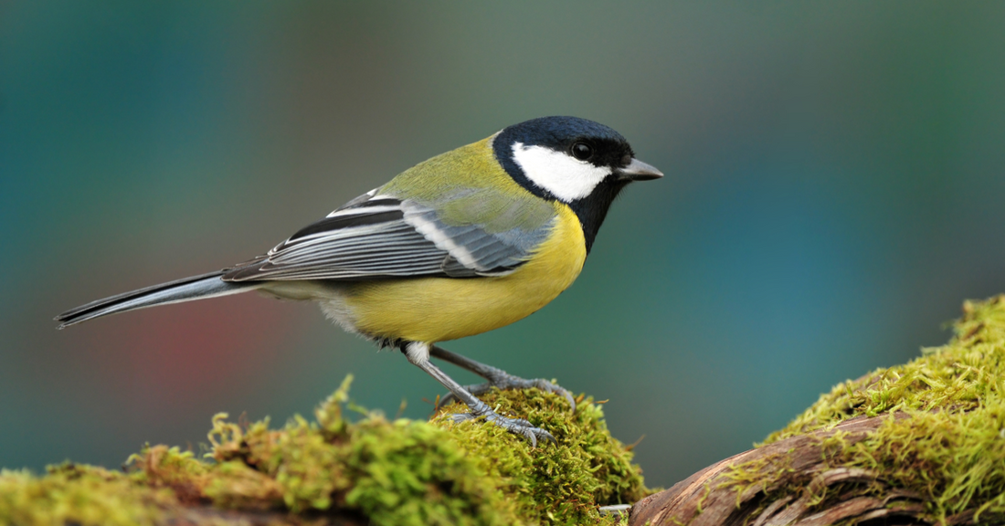 A Garden Birdwatcher’s Guide to the Great Tit