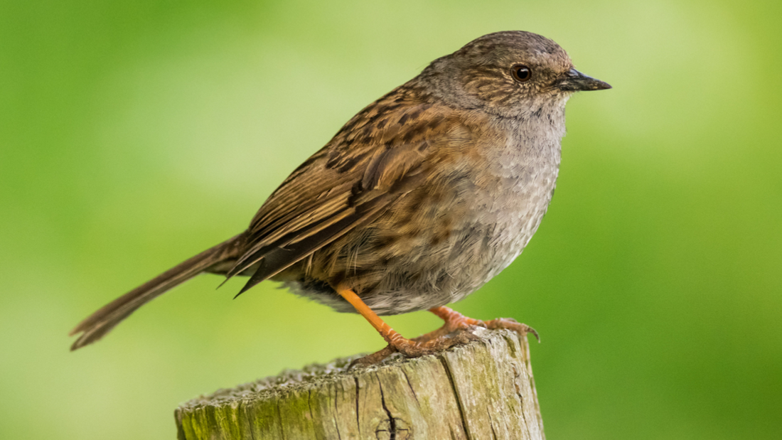 A Garden Birdwatcher’s Guide to the Dunnock