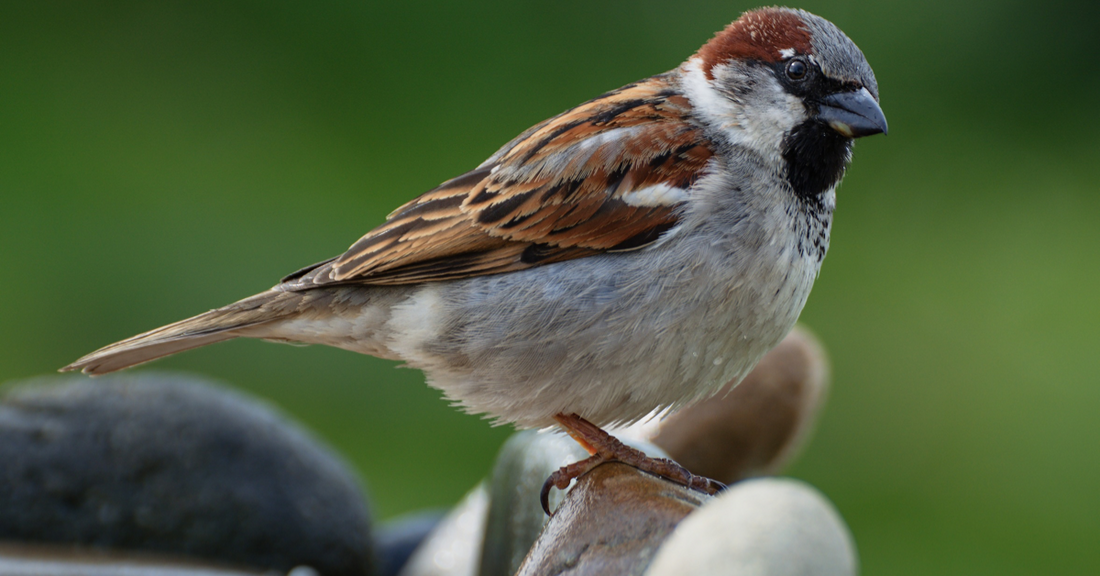The Garden Birdwatcher’s Guide to House Sparrows