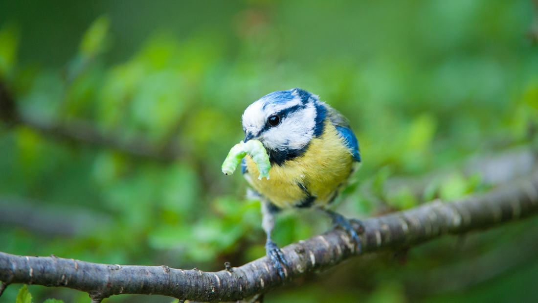 How birds can help you defeat garden pests