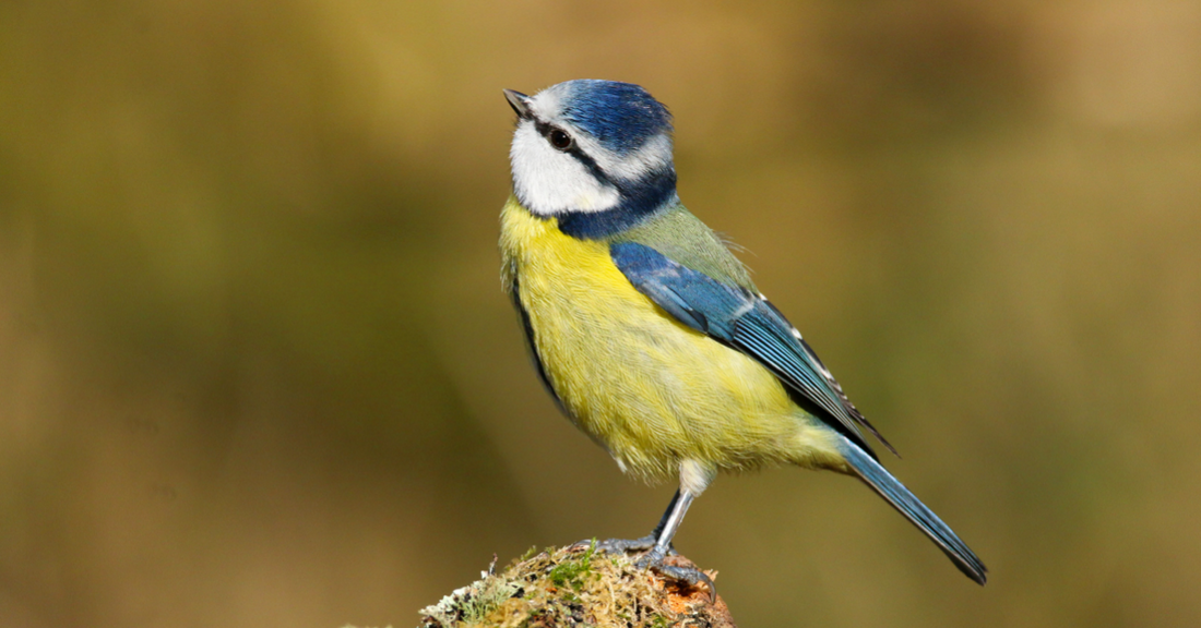 A Garden Birdwatcher’s Guide to the Blue Tit