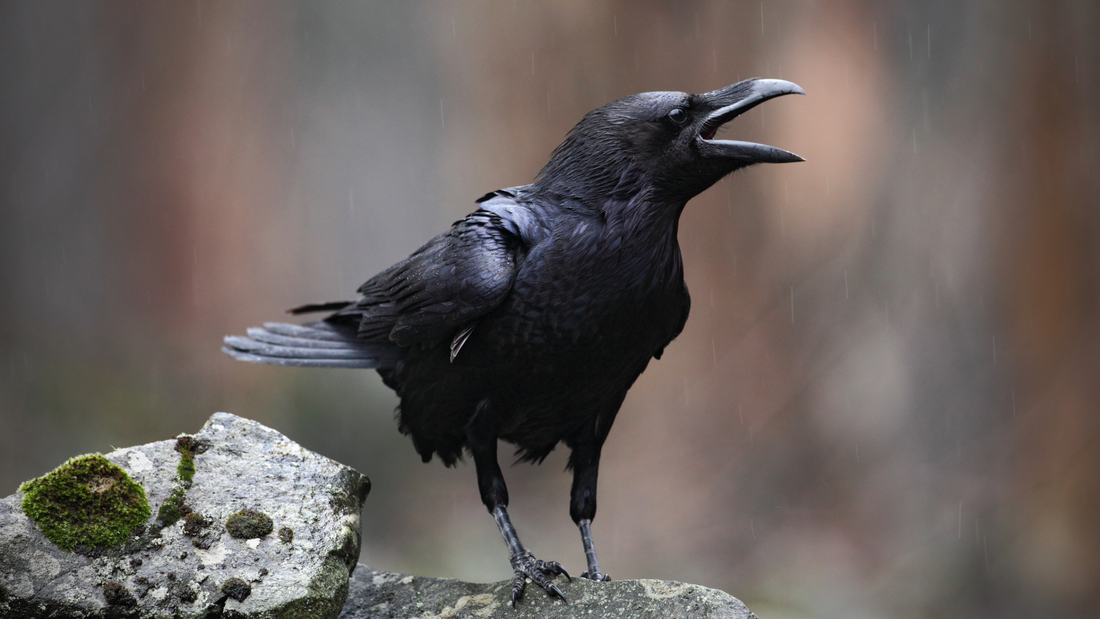 The Intelligence of Our Garden Birds