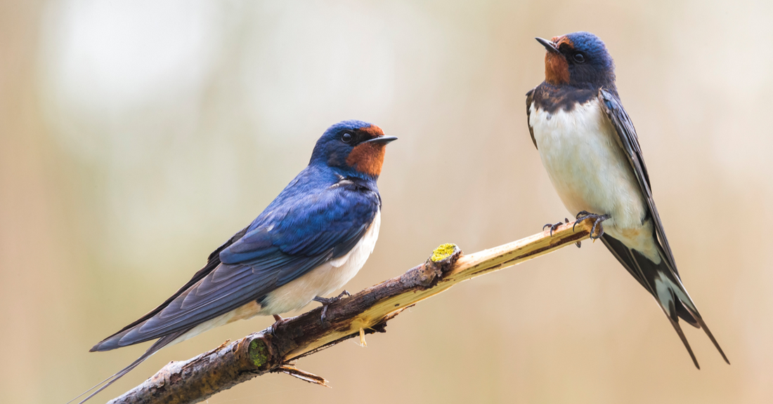 A Garden Birdwatcher’s Guide to the Swallow