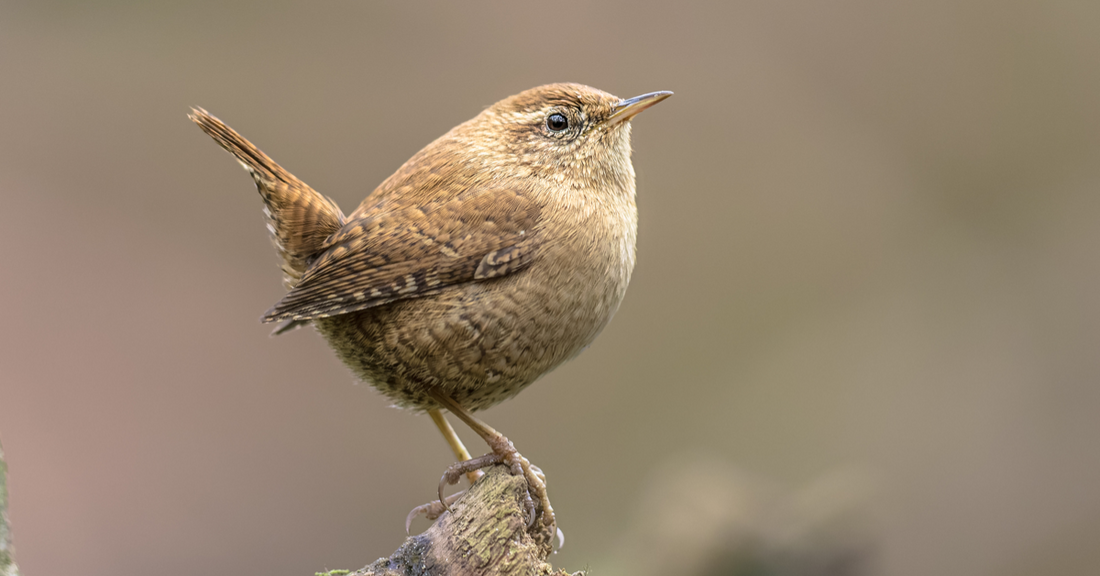 A Garden Birdwatcher’s Guide to the Wren