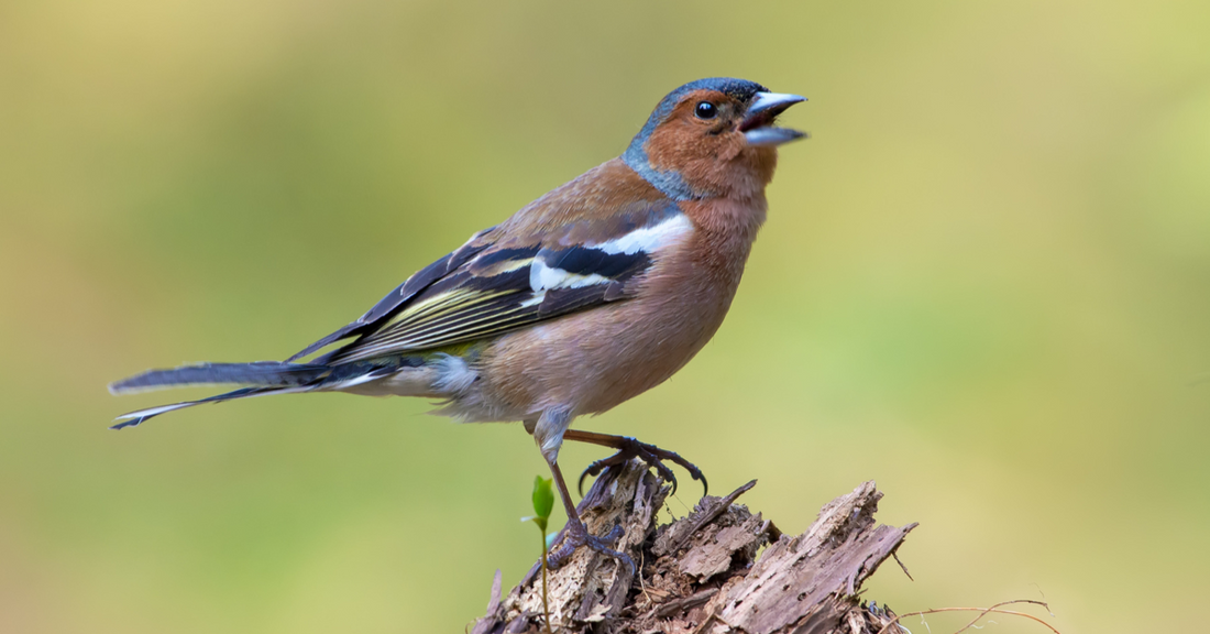 Put the kettle on for International Dawn Chorus Day