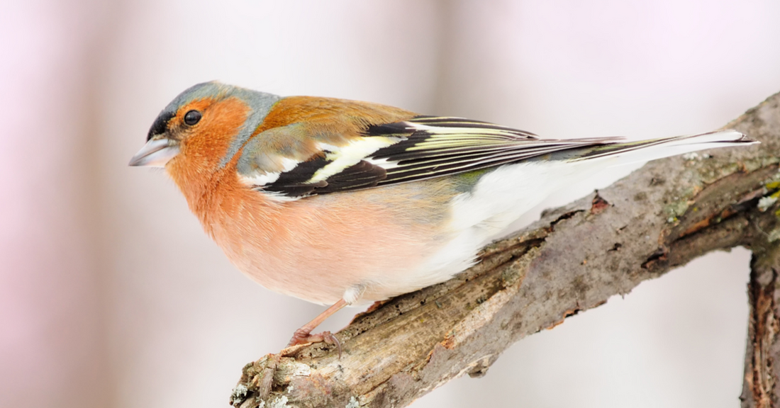 A Birdwatcher’s Guide to the Chaffinch
