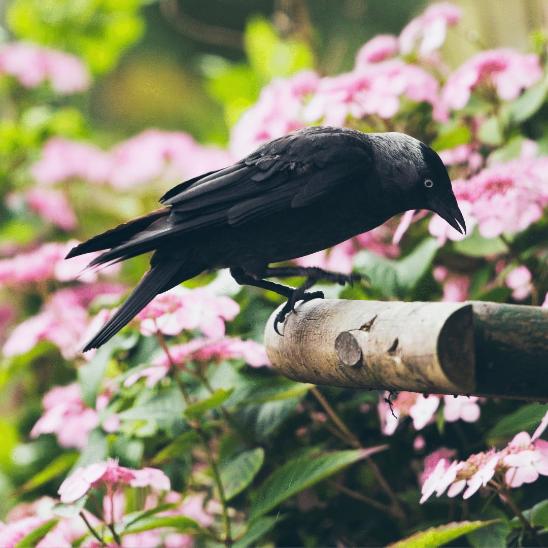 How to stop crows, jackdaws and magpies from eating all the bird food