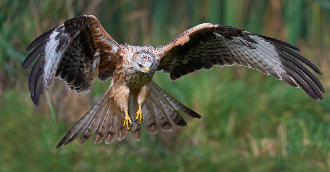 Red kite | Bird of prey