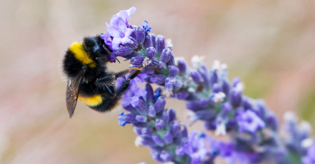 Bring in the bees!