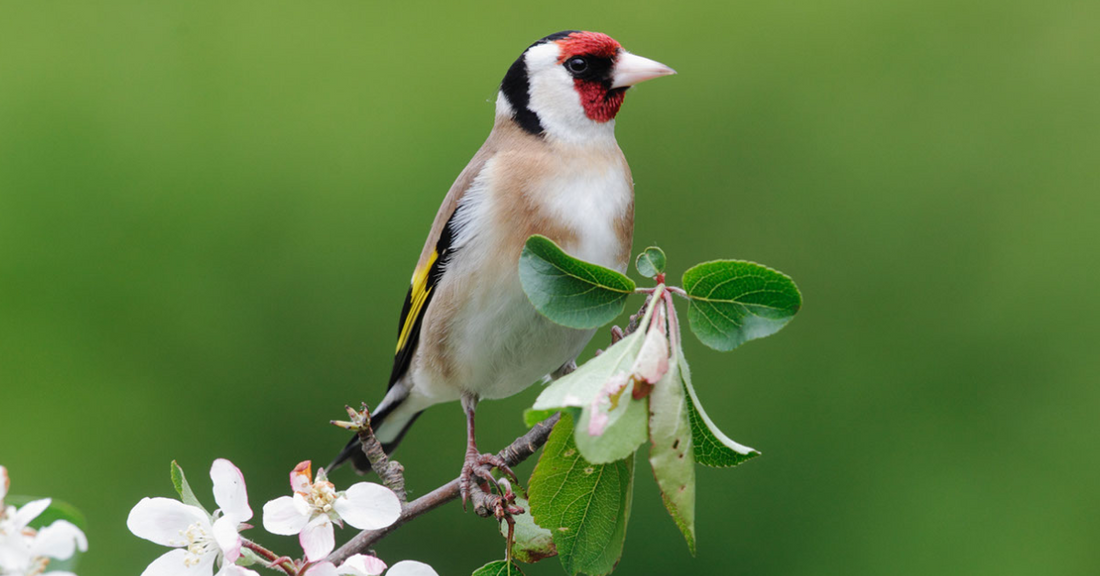 Are you new to feeding the birds? Join the flock!