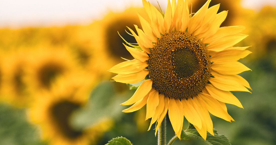 Why sunflower hearts are the best food for the birds in your garden.