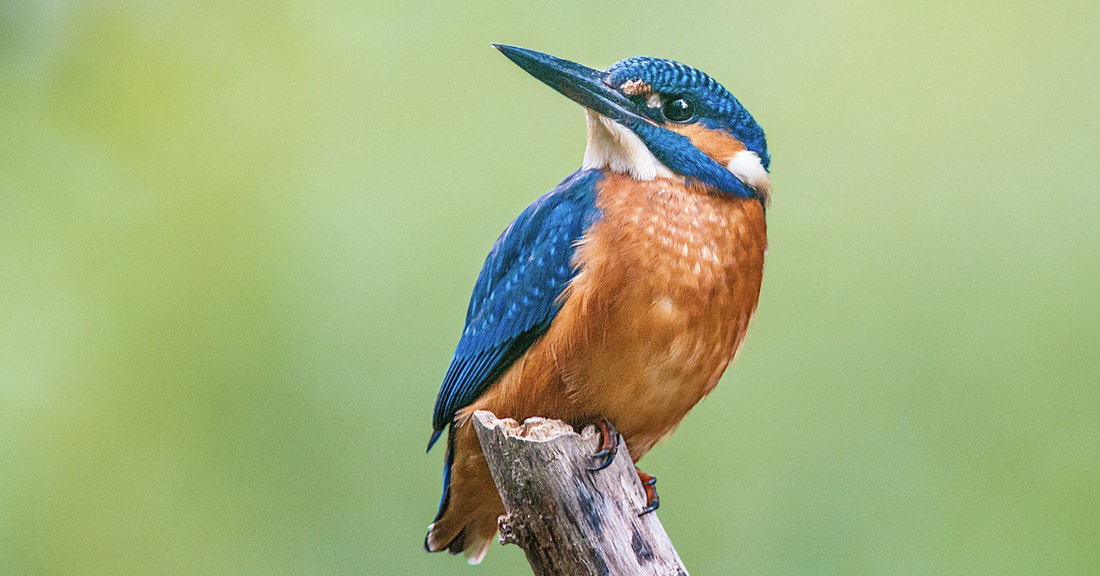 The most colourful British birds
