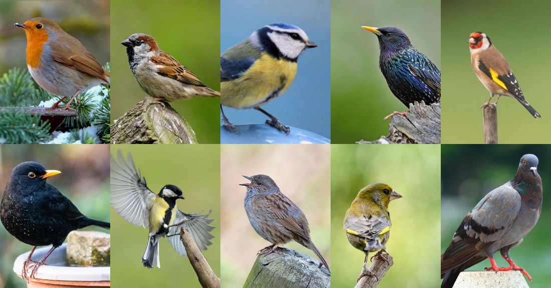 Prepare for the RSPB Big Garden Birdwatch: A Q&A on the ten commonly seen British Birds