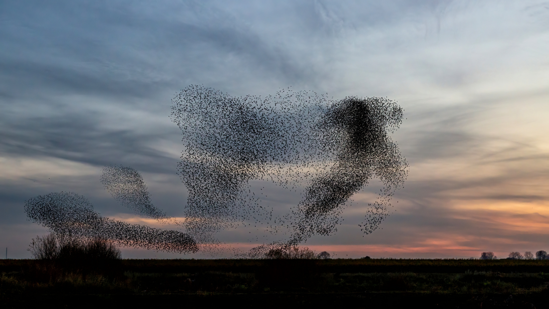 What is a starling murmuration?