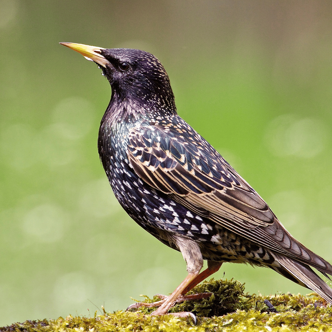 How to stop starlings from eating all the bird food