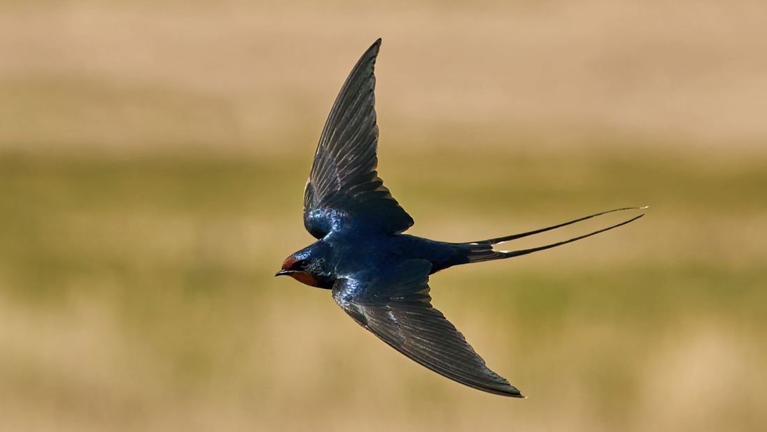How do birds know how to migrate? Learning more about amazing migrations