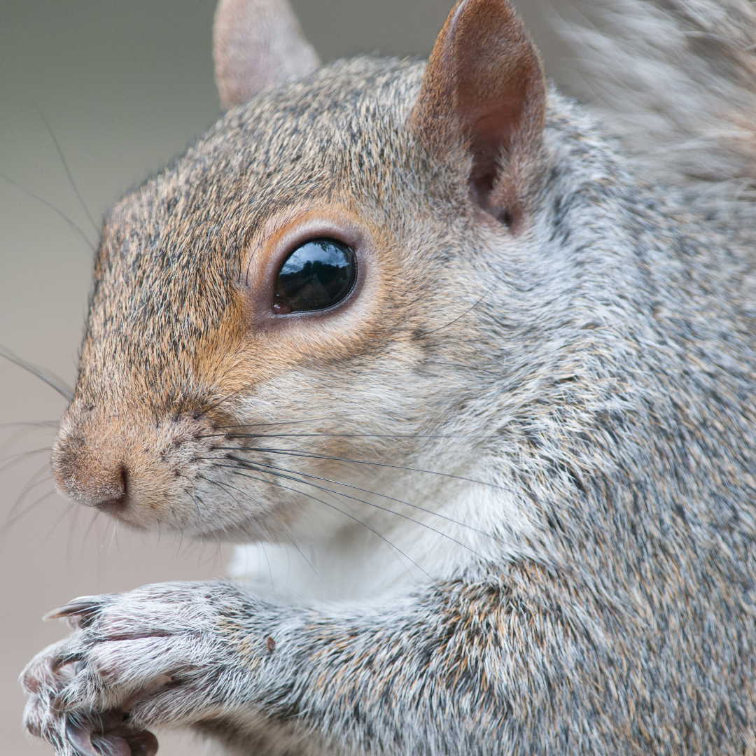 Squirrel Proof Bird Feeder
