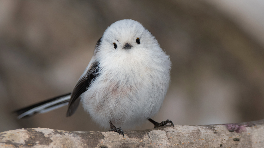 Long Tailed Tit
