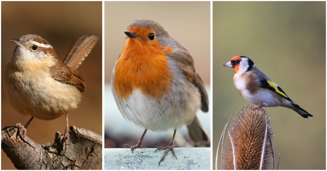 3 Garden Birds You’re More Likely to Spot in Autumn (and What to Feed Them)