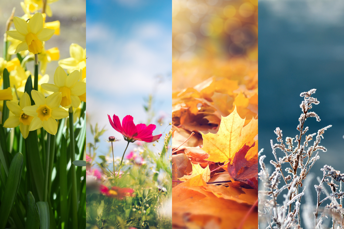A yearful of birds: Your garden birds throughout the seasons