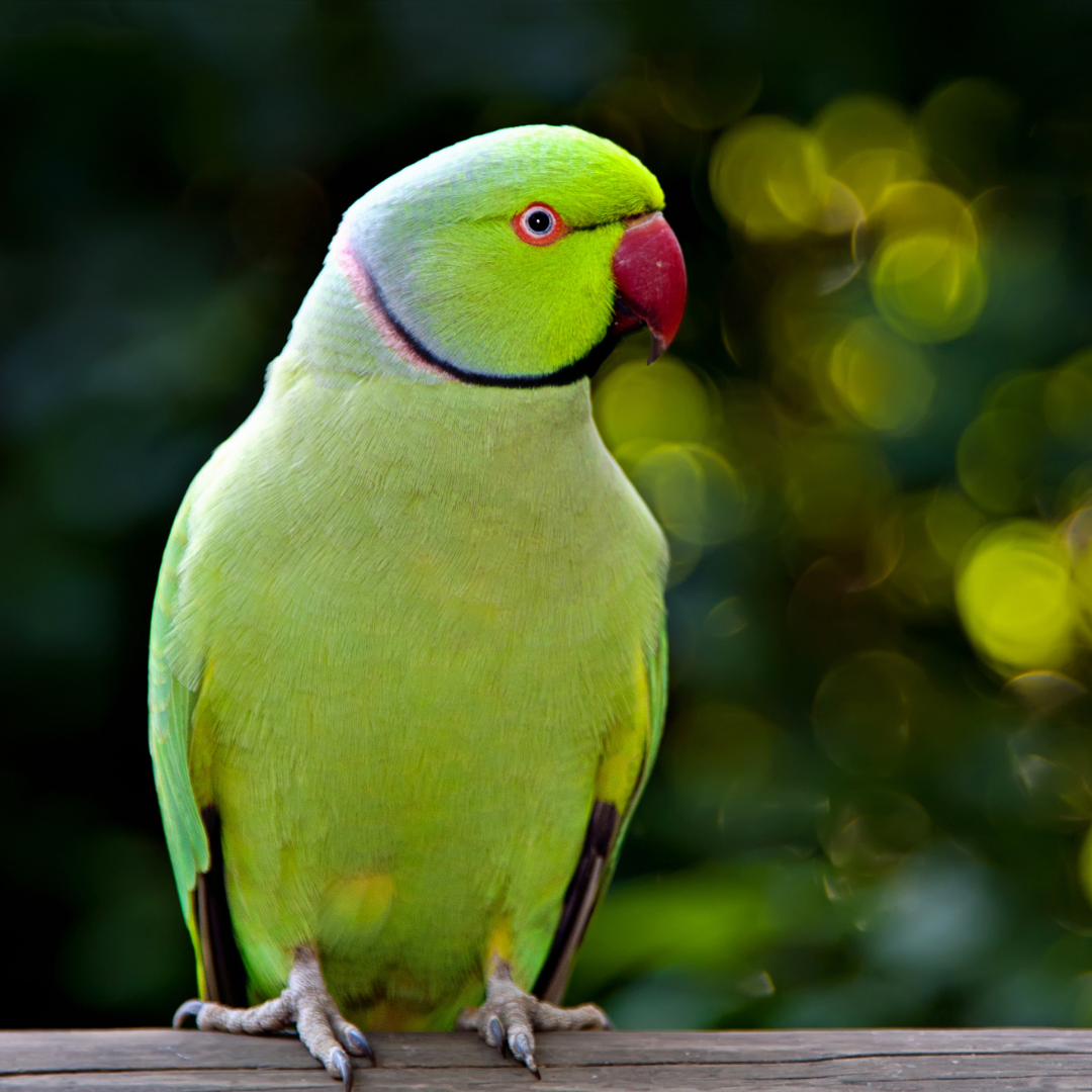 Parakeet Proof Bird Feeders