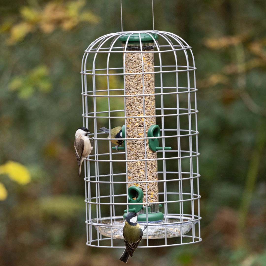 Starling Proof Bird Feeders
