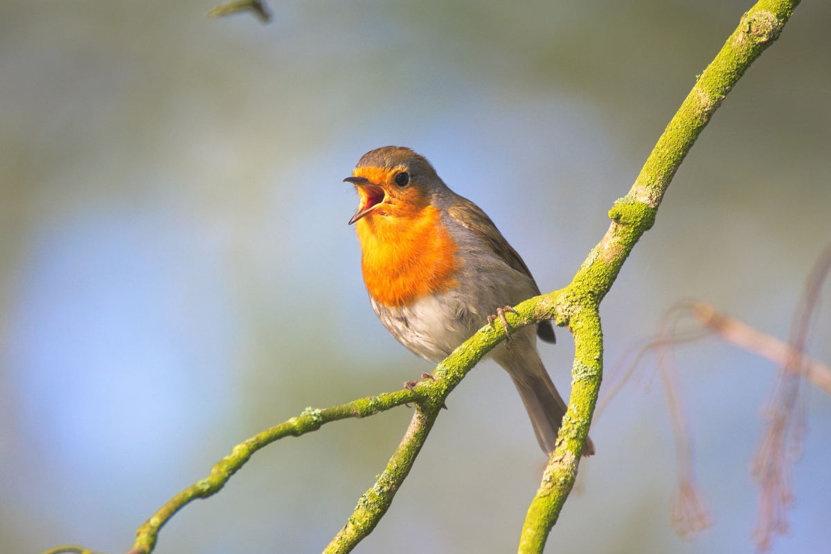 Robin singing from branch