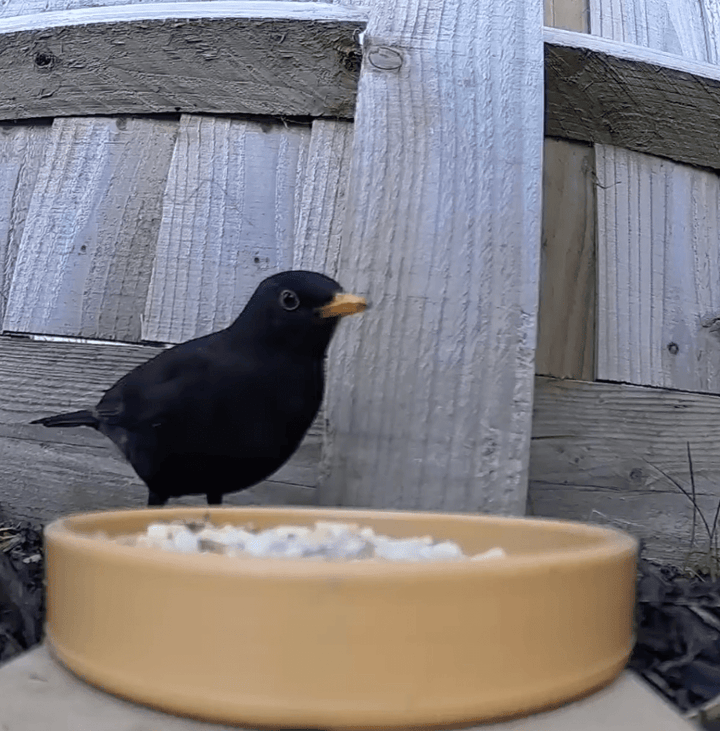 Blackbird eating seasonal bird food from A Little Bird Co.