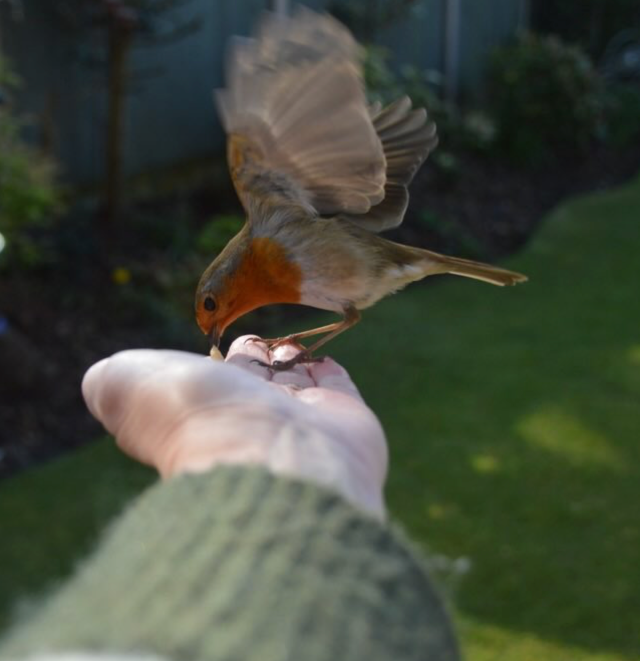 Robin eating A Little Bird Co. seasonal bird food from the hand