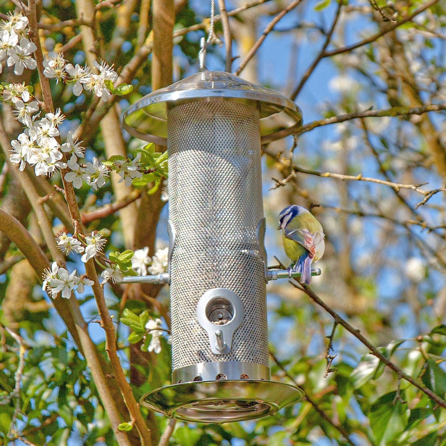A stainless steel bird feeder with four ports, a protective rain guard, and a squirrel-proof lid, hanging from a branch with a bird feeding on it.