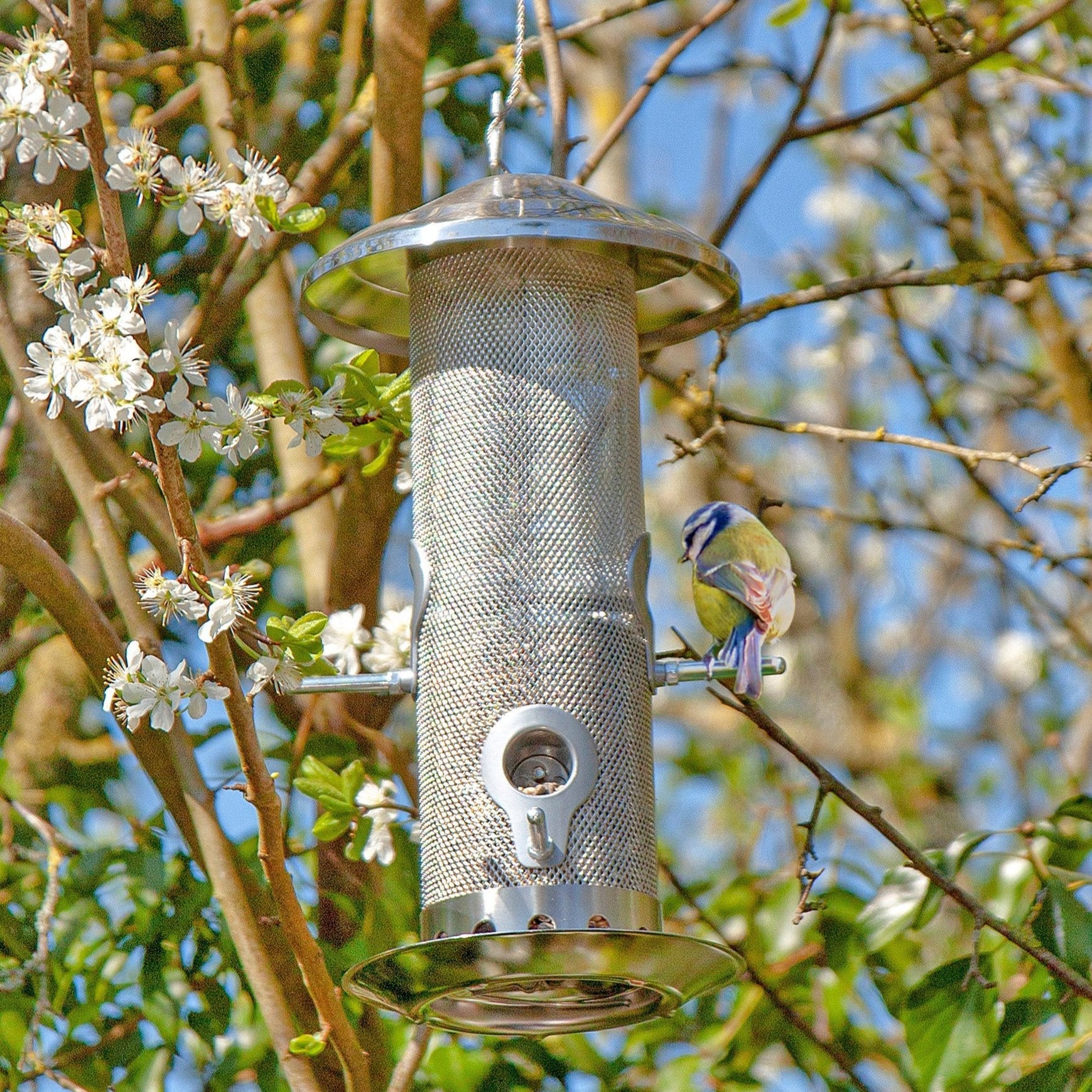 A stainless steel bird feeder with four ports, a protective rain guard, and a squirrel-proof lid, hanging from a branch with a bird feeding on it.