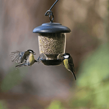 Bird feeder for small birds