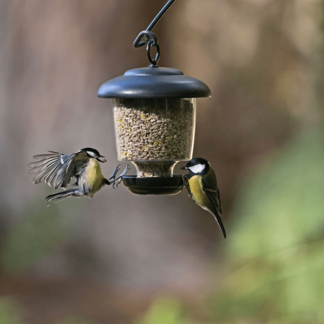 Bird feeder for small birds
