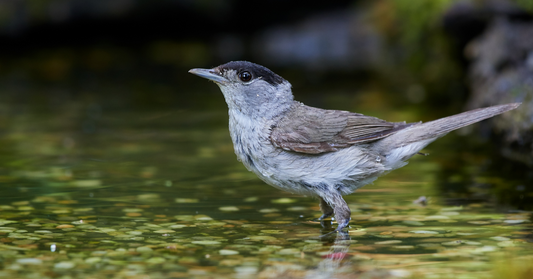 A Birdwatcher’s Guide to the Blackcap