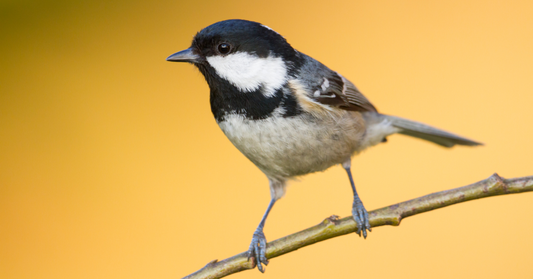 A Garden Birdwatcher’s Guide to the Coal Tit