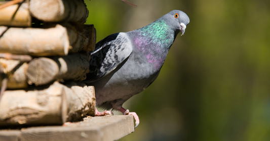 A Garden Birdwatcher’s Guide to the Woodpiegon