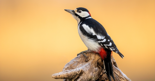 A Garden Birdwatcher’s Guide to the Great Spotted Woodpecker