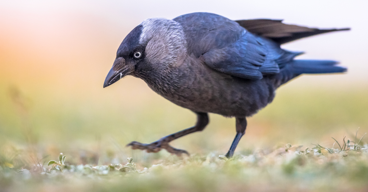 A Garden Birdwatcher s Guide To The Jackdaw A Little Bird Co a-garden-birdwatcher-s-guide-to-the-jackdaw-a-little-bird-co