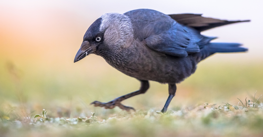 A Garden Birdwatcher’s Guide to the Jackdaw