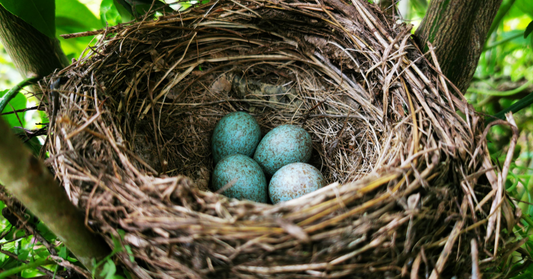 Egg-citing times! Let’s learn more about bird eggs!