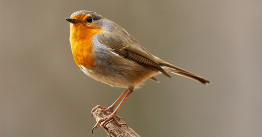 A Garden Birdwatcher’s Guide to The Robin