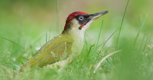 A Garden Birdwatcher’s Guide to the Green Woodpecker