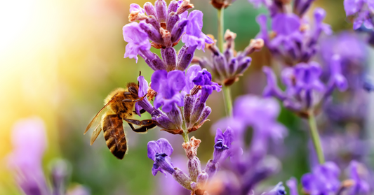 Designing a more sustainable wildlife friendly garden