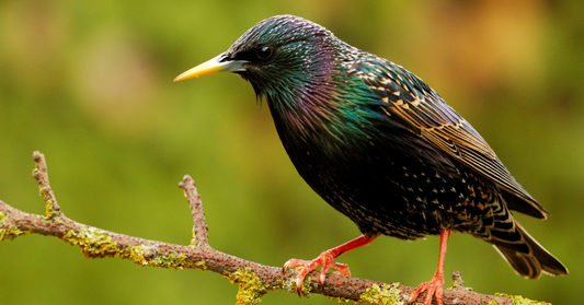 A Garden Birdwatcher’s Guide to Starlings