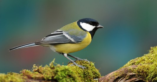 A Garden Birdwatcher’s Guide to the Great Tit