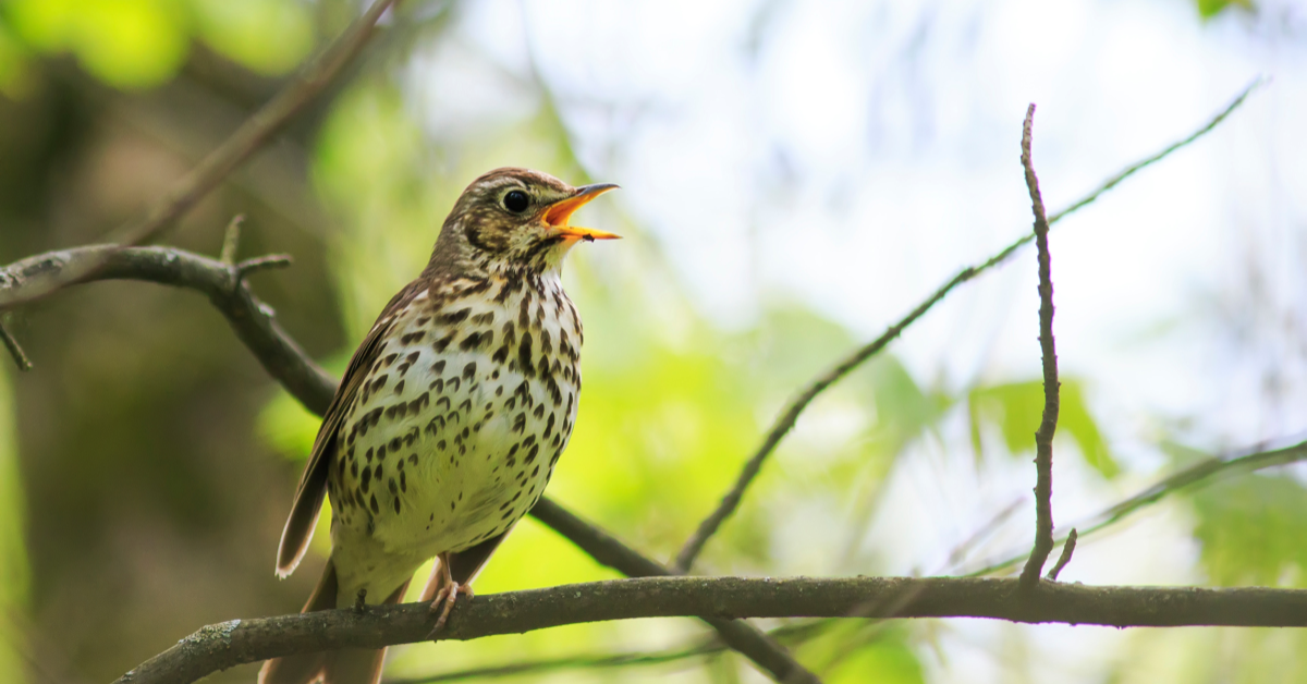 A Birdwatcher’s Guide to the Song Thrush | A Little Bird Co.