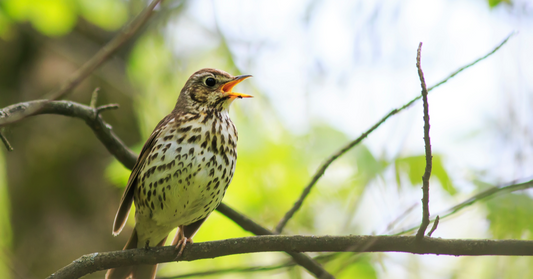 A Garden Birdwatcher’s Guide to the Song Thrush