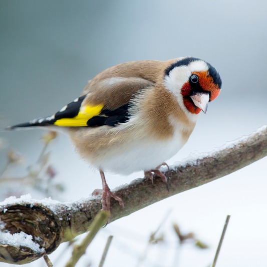 The Birds You're Most Likely to See in January (And How to Help Them)